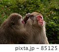 毛づくろい