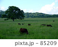 草原の牛