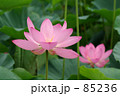 行田蓮-2-