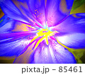 妖花 妖花