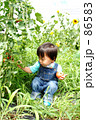 トマトを収穫する子供