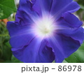 朝顔