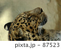 素材ナンバー 87523 : 「ヒョウ」