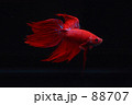 熱帯魚【ベタ】