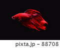 熱帯魚【ベタ】