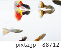 素材ナンバー 88712 : 「熱帯魚【グッピー】」