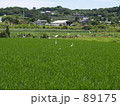 白鳥？