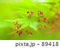 も～みじ～のはな～