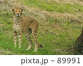 チーター
