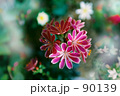 [Twinkle] a Floral design.