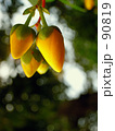 Yellow buds