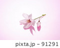 素材ナンバー 91291 : 「桜」