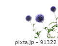 素材ナンバー 91322 : 「紫の切花」