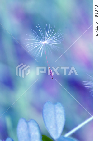 花の精 花の精