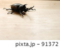 カブトムシ