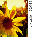 Sunflower in evening