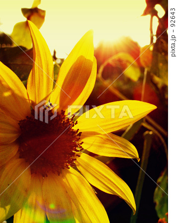 Sunflower in evening Sunflower in evening