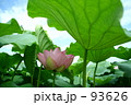 蓮の森