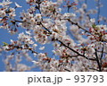 青空と桜