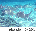 熱帯魚