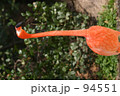 フラミンゴ