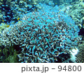 魚 ～青～（フィリピン・セブ島、水中写真・青い小魚とサンゴ礁）