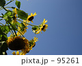 向日葵