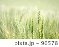 素材ナンバー 96578 : 「風にそよぐ」