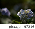 長谷寺の紫陽花