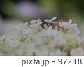 長谷寺の紫陽花