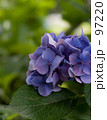 長谷寺の紫陽花