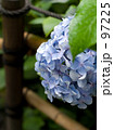 長谷寺の紫陽花