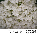 長谷寺の紫陽花