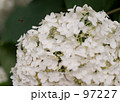 長谷寺の紫陽花