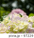 長谷寺の紫陽花