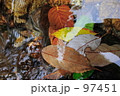 水中の紅葉