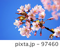 素材ナンバー 97460 : 「桜　４」