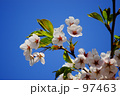 桜　５
