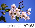 桜　６