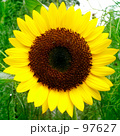 Round sunflower