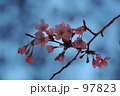 さくら。。。さくら。。。