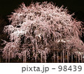六義園・夜桜