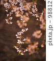 枝垂桜
