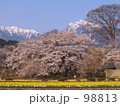 春うらら