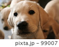 レトリバー　子犬