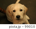 レトリバー子犬　つぶらな瞳
