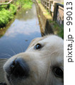 レトリバー　子犬　小川