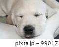レトリバー　子犬