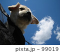 レトリバー　子犬　青空