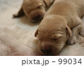 ゴールデンレトリバー 子犬